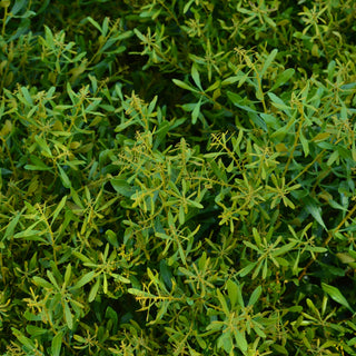 'Don's Dwarf' Wax Myrtle