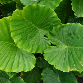 Alocasia Odora