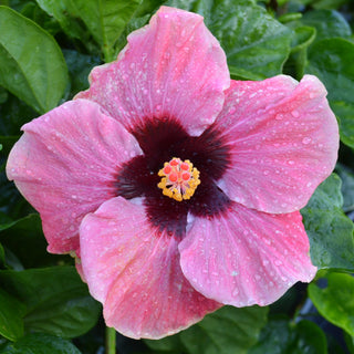 Cajun Hibiscus - Candied Kiss