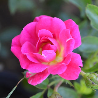 Red Drift® Rose