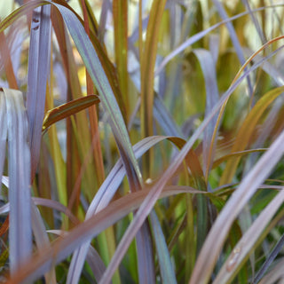 Red Fountain Grass