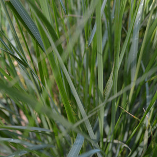 Cord Grass