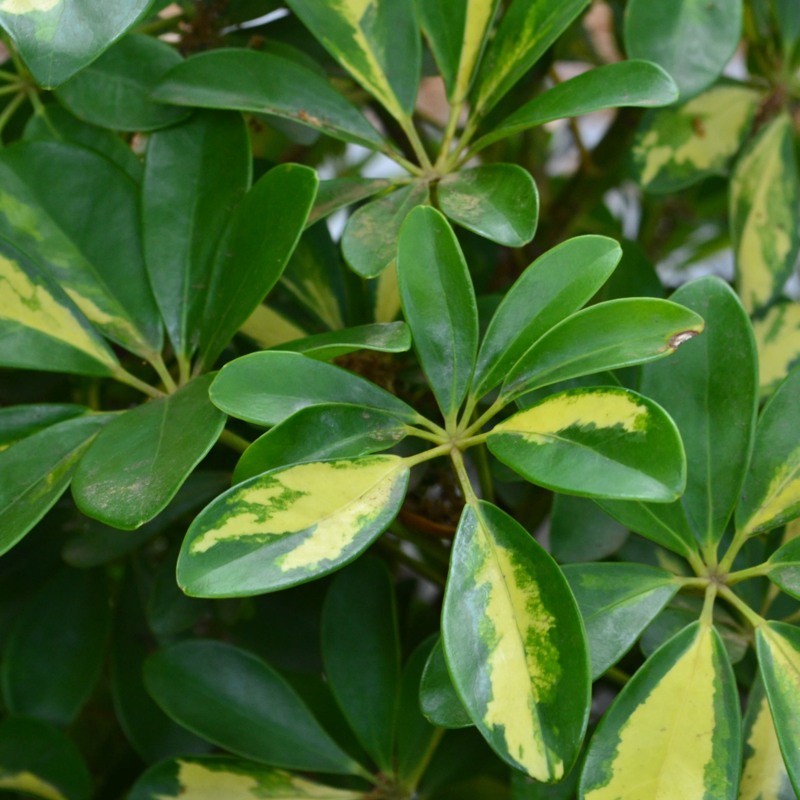 schefflera arboricola trinette Schefflera Trinette – Panhandle Palm & Rock