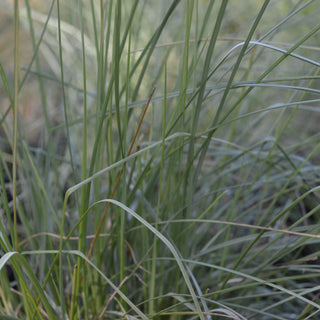 White Cloud Muhly Grass
