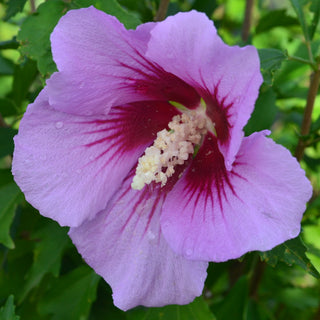 Purple Pillar® Rose of Sharon