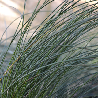 Pink Muhly Grass