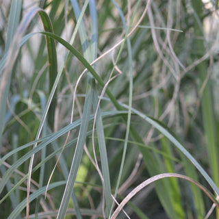 Dwarf Pampas Grass