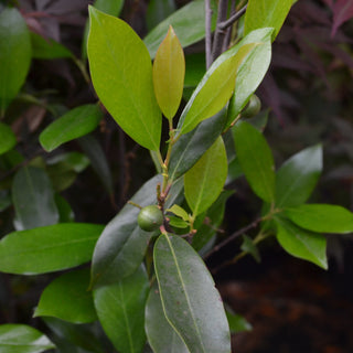 'Bright n' Tight' Cherry Laurel
