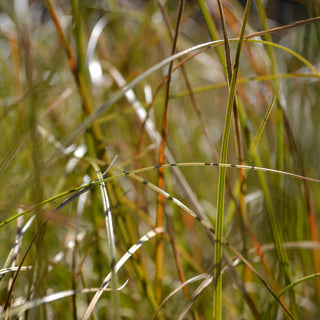 Prarie Fire Carex