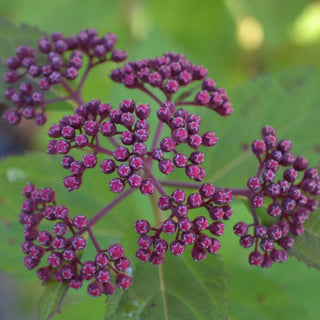 Double Play Doozie Spirea