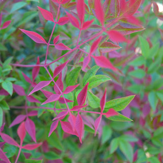 Nandina Obsession
