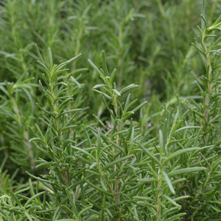 'Tuscan Blue' Rosemary