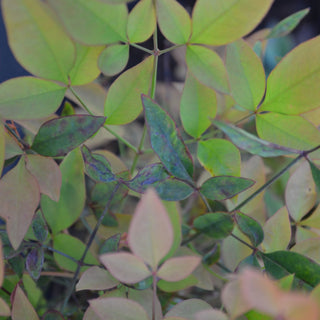 Nandina Domestica