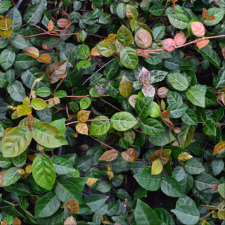Snow-N-Summer™ Asiatic Jasmine