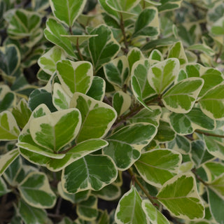 Variegated Ficus Triangularis