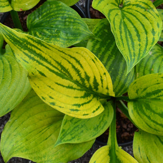 Sum and Substance Hosta
