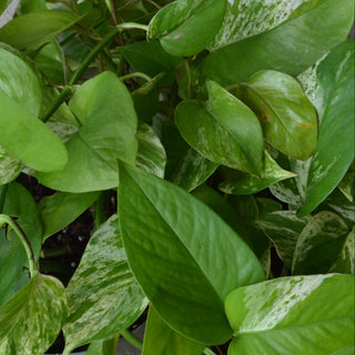 Marble Pothos
