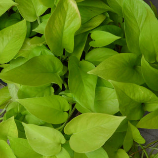 Neon Pothos