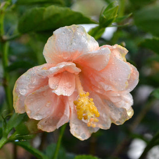 Double Peach Hibiscus