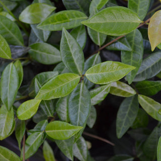 Jasmine Asiatic Green