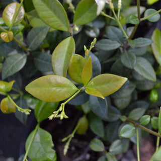 Jasmine Minima