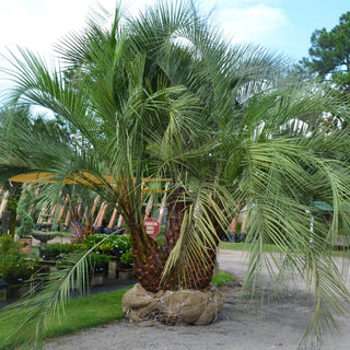 Cluster Pindo Palm