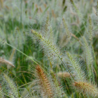 Hameln Grass