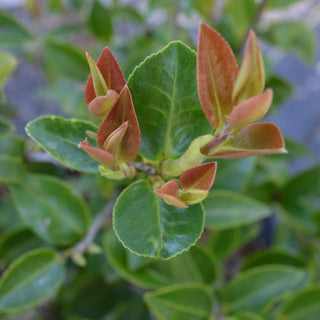 Japonica Camellia
