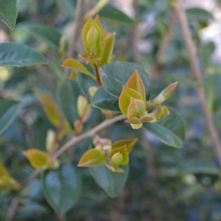 Kanjiro Camellia