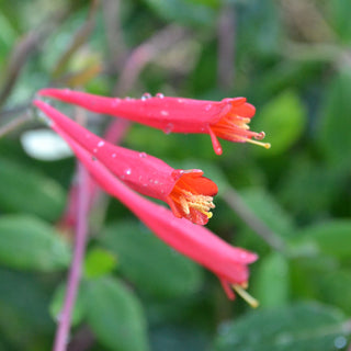 Coral Honeysuckle Trellis