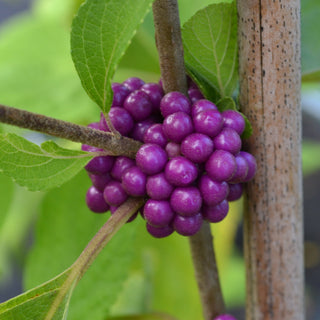 American Beauty Berry
