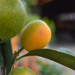 Meiwa Kumquat