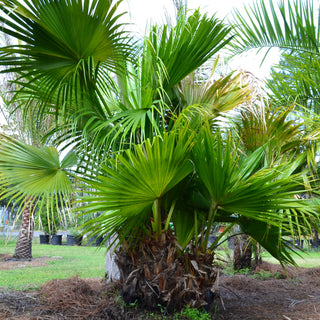 Chinese Fan Palm (Multi-Trunk)