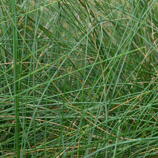 Pink Muhly Grass