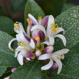 Meyer Lemon (Improved) Tree