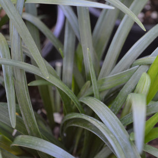 Super Blue Liriope