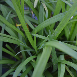 Big Blue Liriope