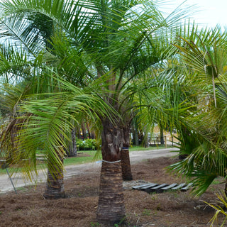 Mule Palm