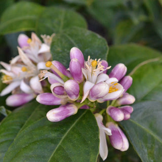 Citrus Cocktail (Lemon/Lime) Tree
