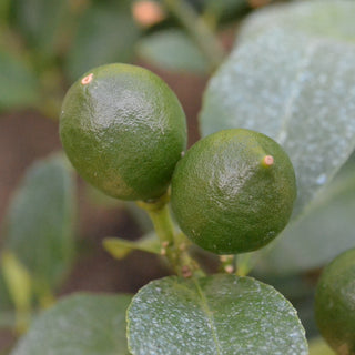 Key Lime (Limequat) Tree