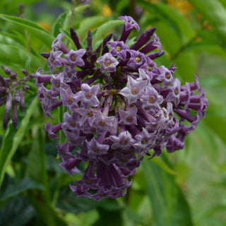 Purple Cestrum