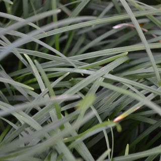 Mondo Grass