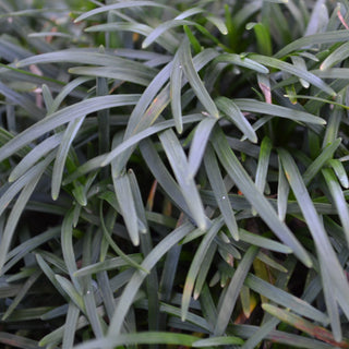 Dwarf Mondo Grass
