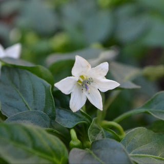 Salsa Ornamental Pepper Mix