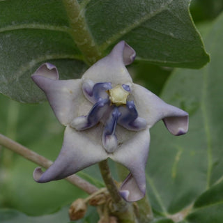 Giant Milkweed
