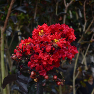 Thunderstruck™ Rumblin' Red™ Crape Myrtle