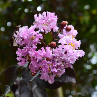 Thunderstruck™ Lavender Blast™ Crape Myrtle