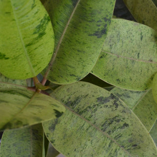 Moonshine Ficus