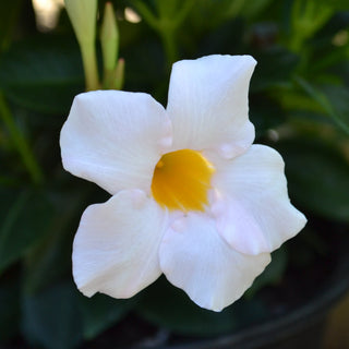 Dipladenia White