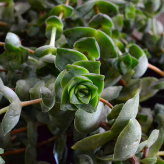 Crassula String of Buttons